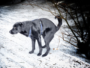 Durchfall-beim-Hund.jpg